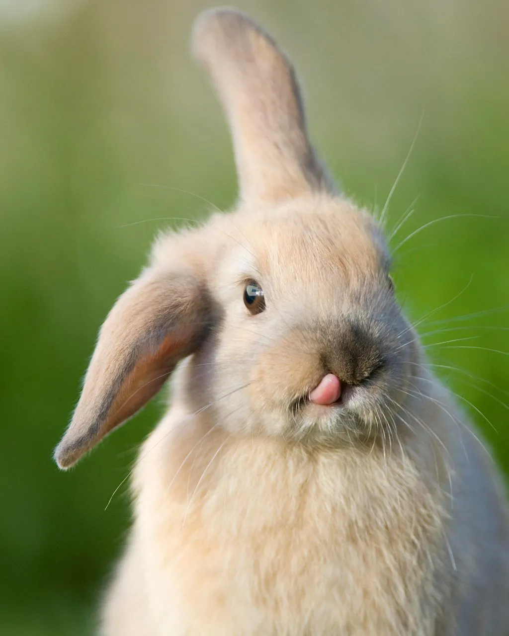 Genetically modified Rabbit with unexpectedly long tongue