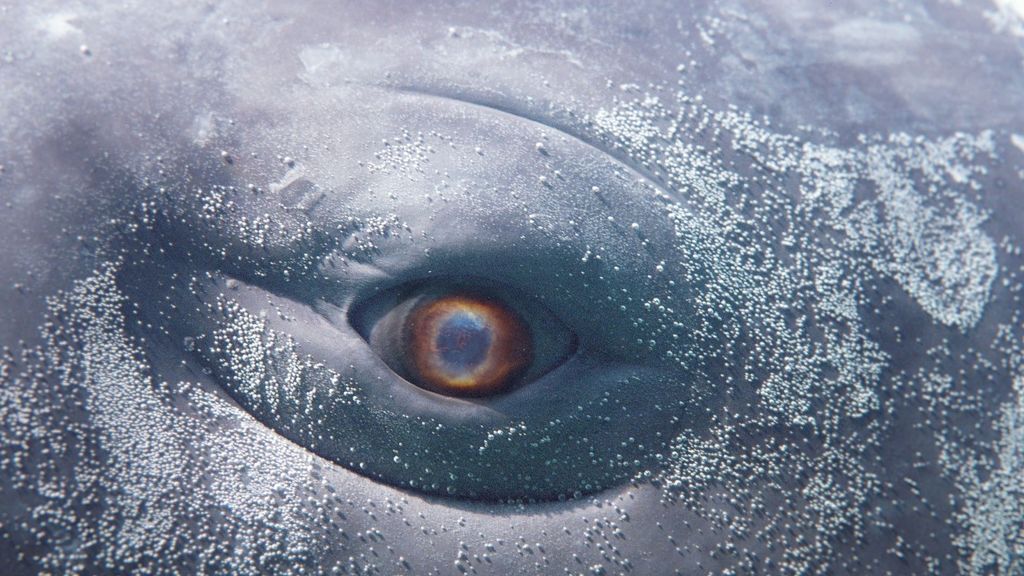 Are we entering a post anthropocentric era? BBC Reel