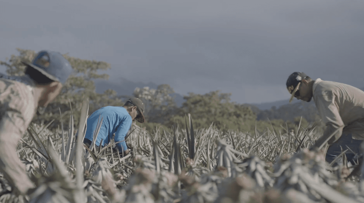 The round-the-clock operation to deliver pineapples The round-the-clock operation to deliver pineapples