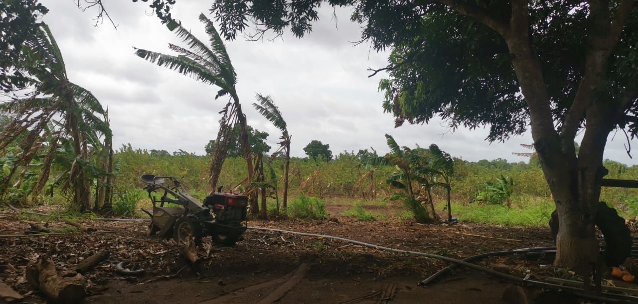 Farming a tree plantation