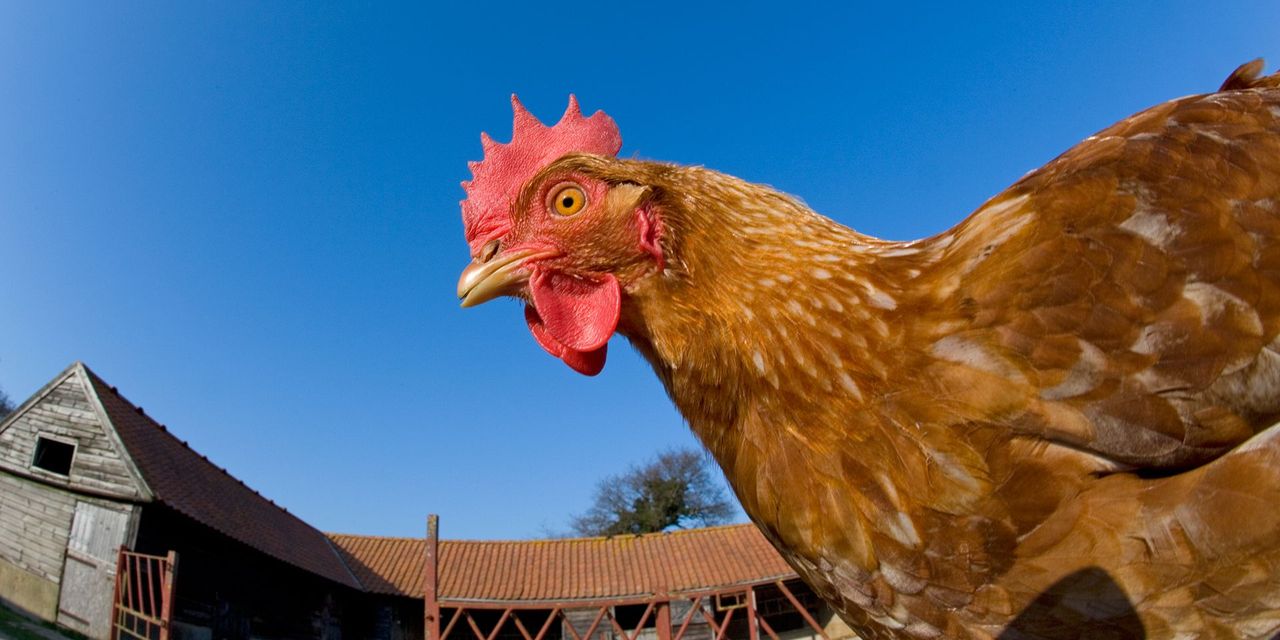 Chickens may be capable of "mental time travel" (Credit: Ernie Janes/naturepl.com)