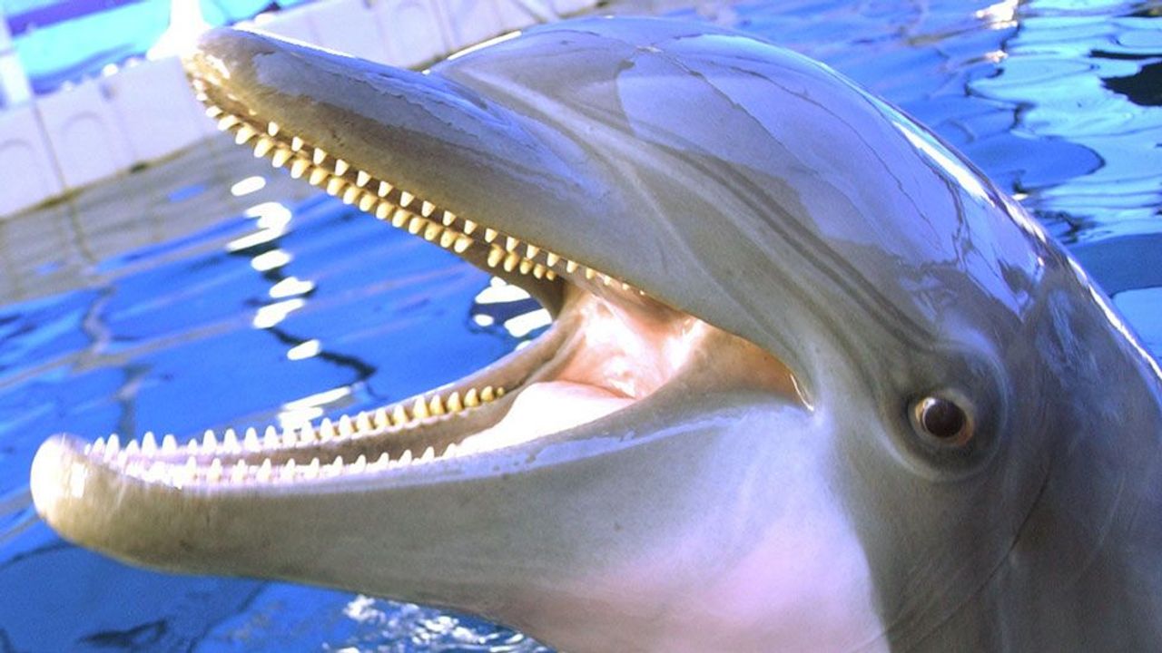 Robots replace costly US Navy mine-clearance dolphins - BBC Future