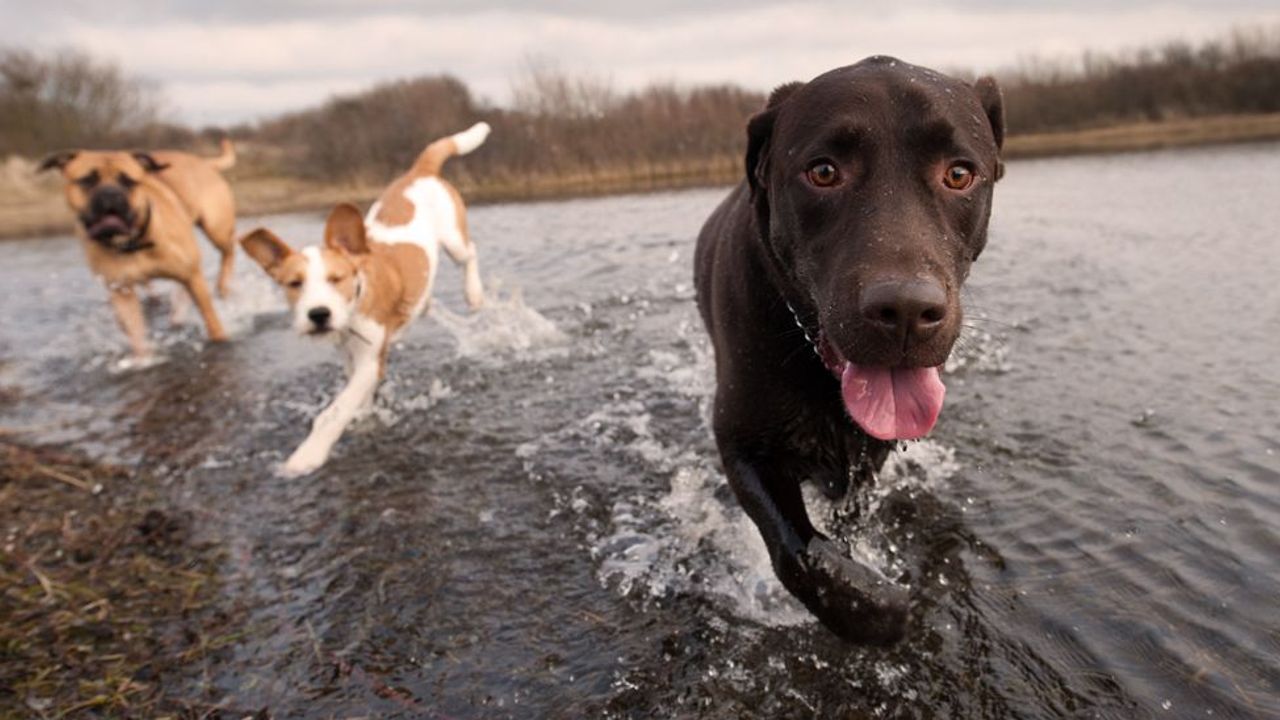 Why do animals like to play? - BBC Future