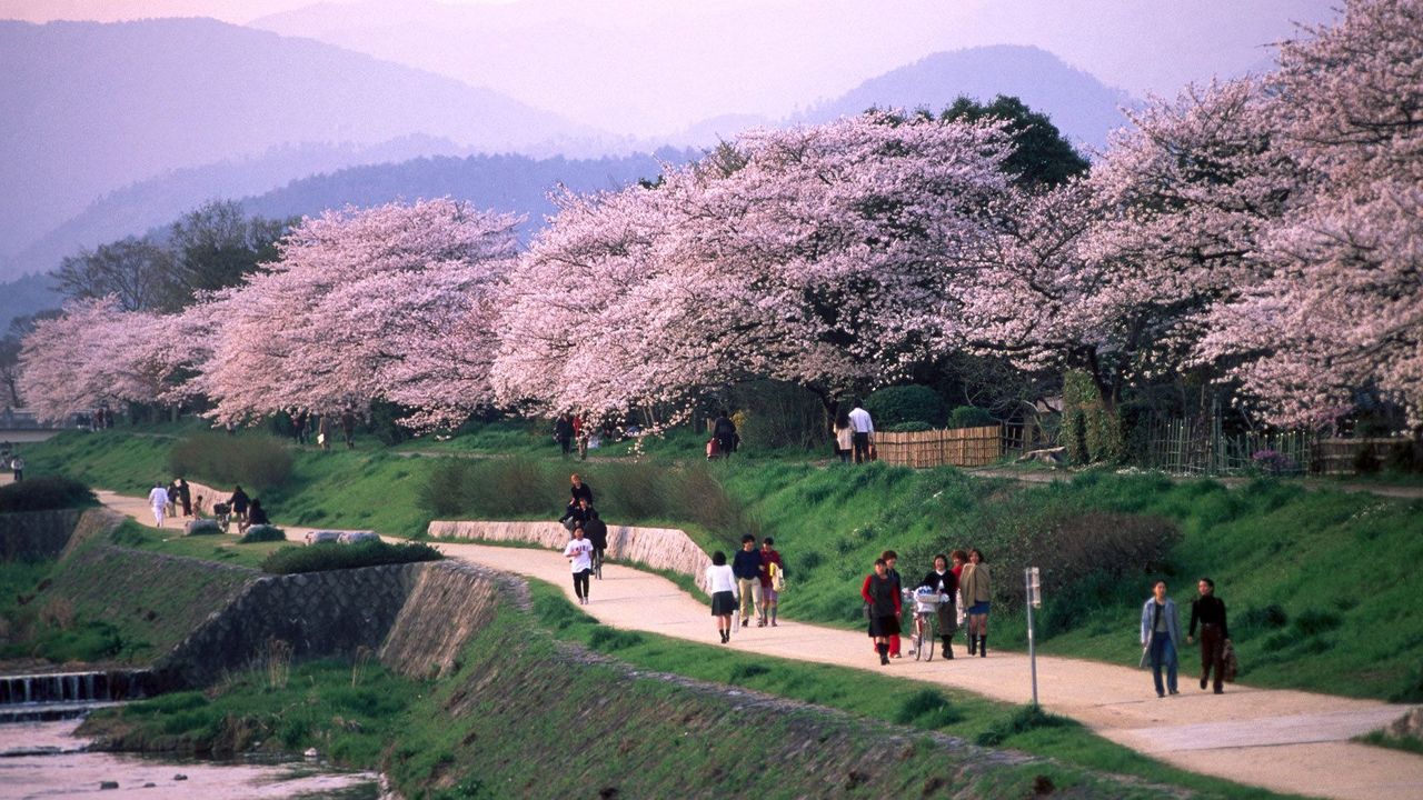 Sakura season Kyoto - BBC Travel