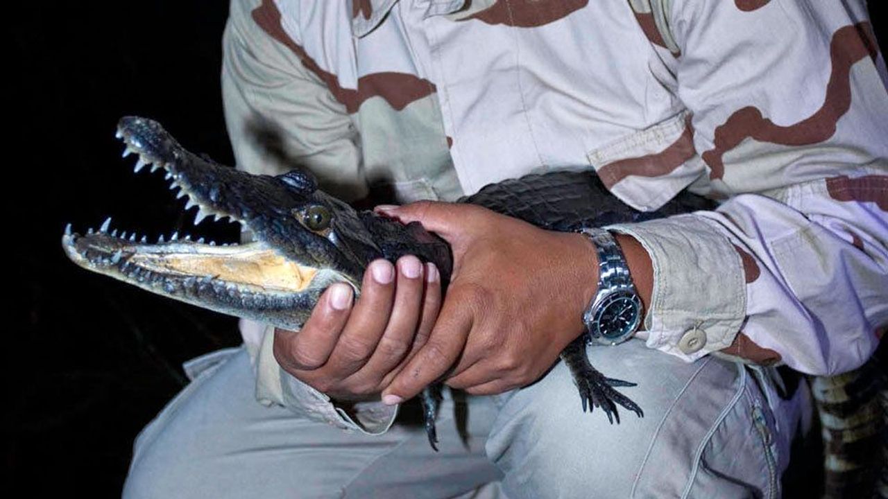 Tagging crocodiles in Belize