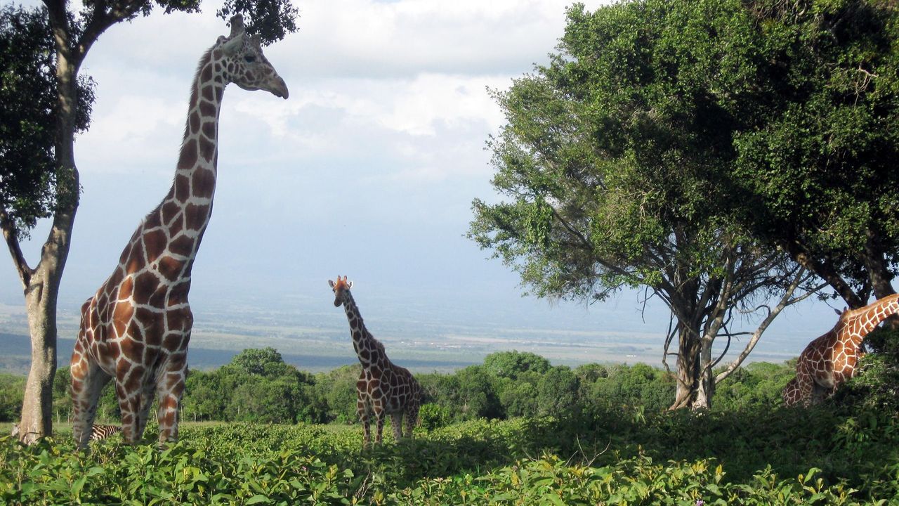 Safari in Kenya without four wheels