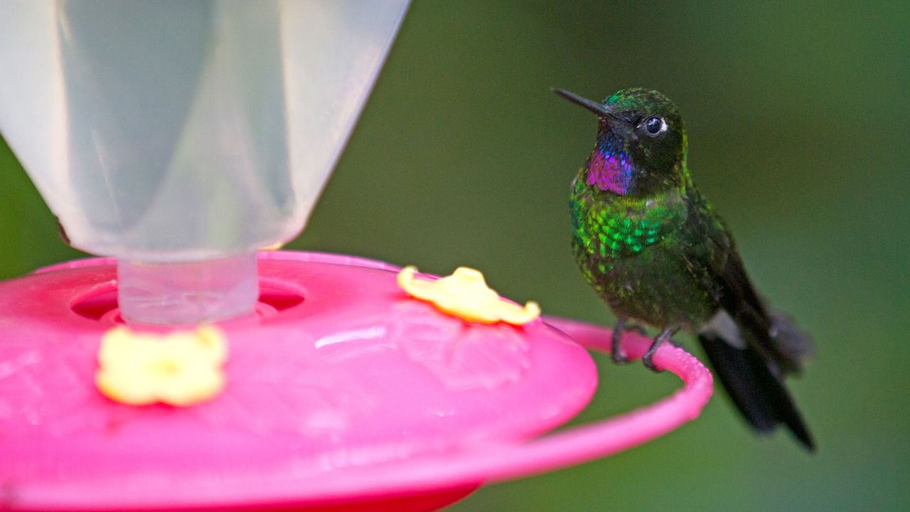 Fispal Food Service - Fiera a San Paolo - Hummingbird