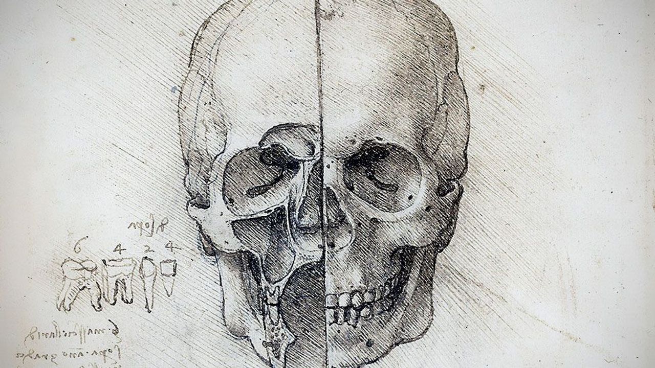 Anatomy professor uses 500-year-old da Vinci drawings to guide cadaver  dissection, NOVA