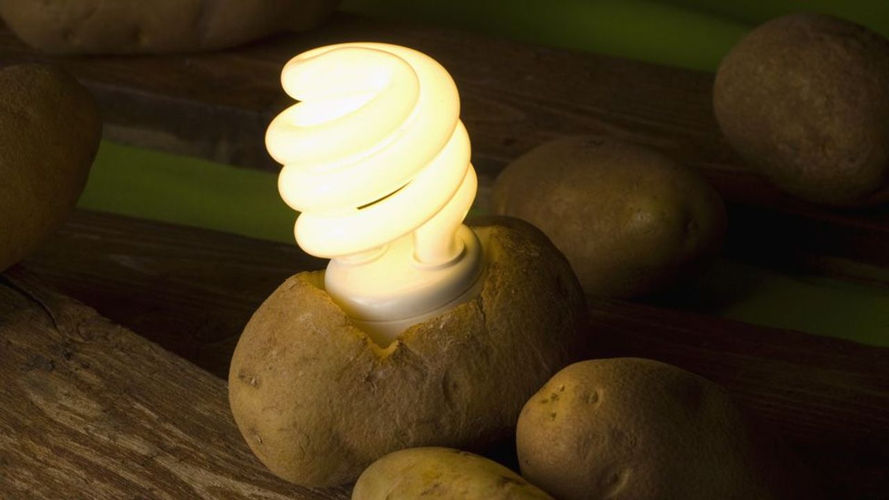 Potato power: the spuds that could light the world