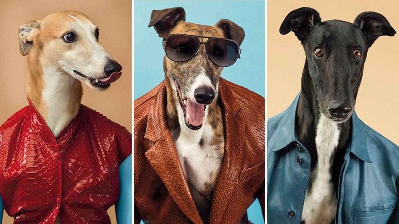 From kennel to catwalk: Haute couture dogs - BBC Culture