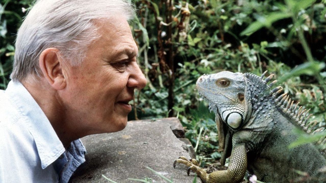 The very best Sir David Attenborough moments
