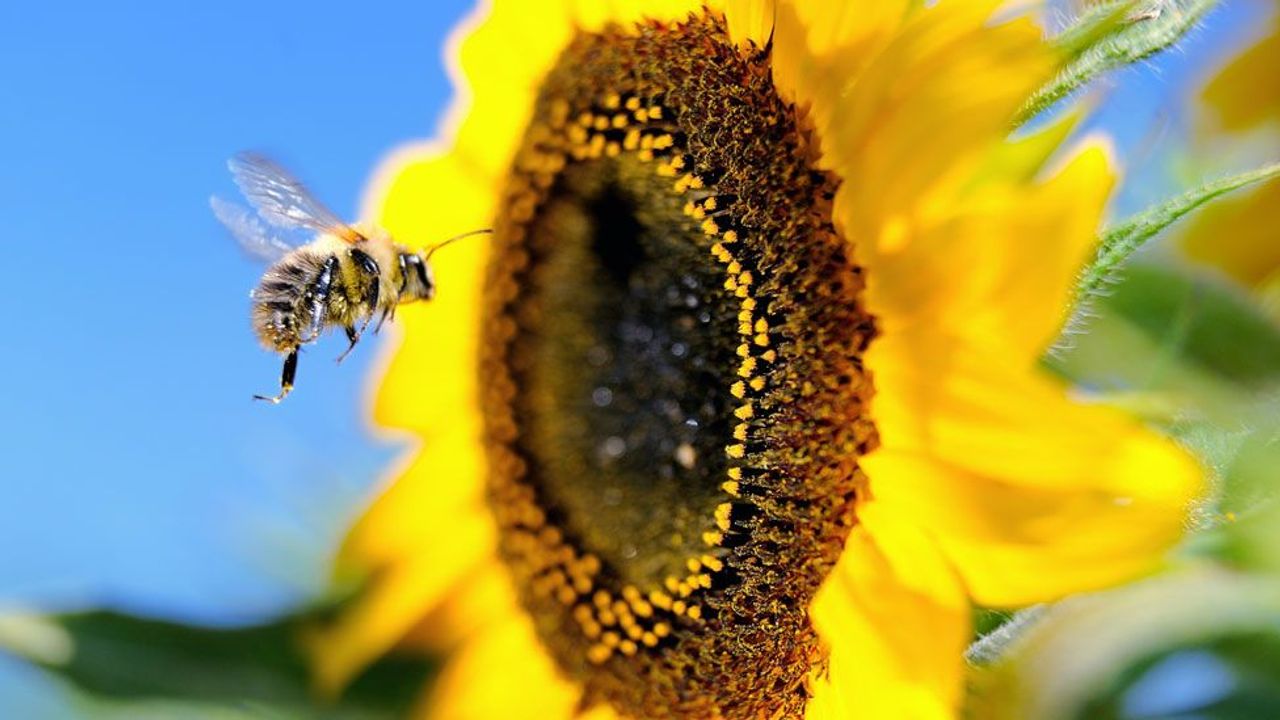 Vegetation helps wild honeybees survive the winter •