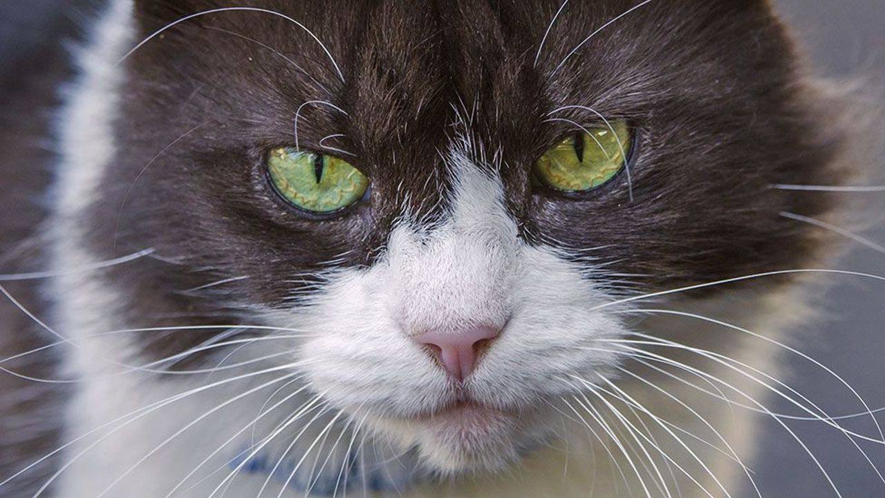 Eight mind-blowing facts about cats, according to science - BBC