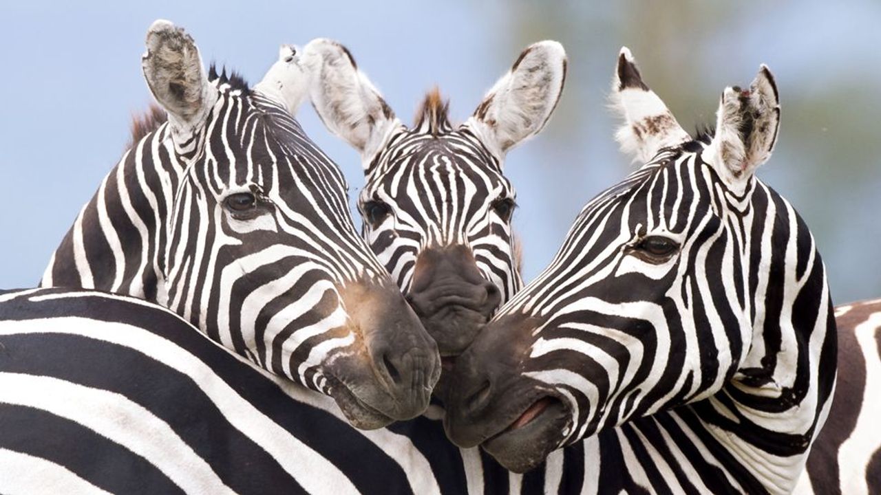 How the zebra got its stripes, with Alan Turing