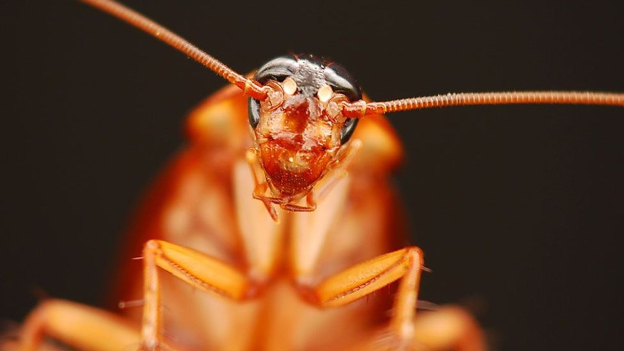 Creepy monster with evil eyes opens shelter doors and yelling at