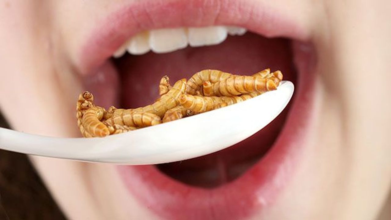 Could insects be the wonder food of the future?