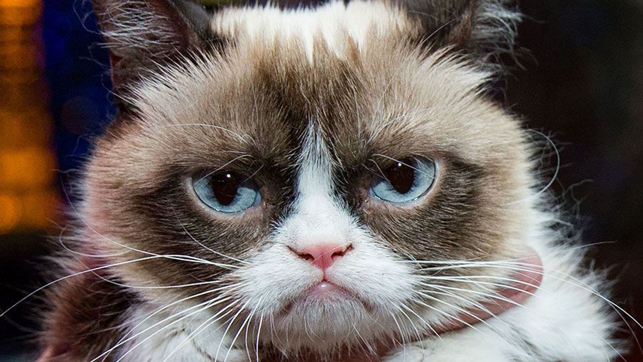 Grumpy Cat Pictures With Captions, grumpy cat, tech support