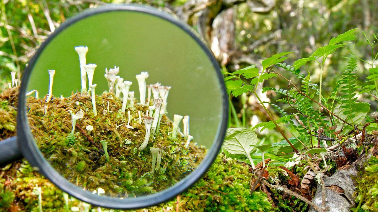 The tiny forest on the world's edge