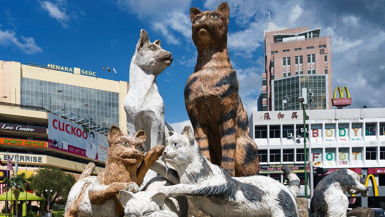 The Asian City Obsessed With Cats - Bbc Travel