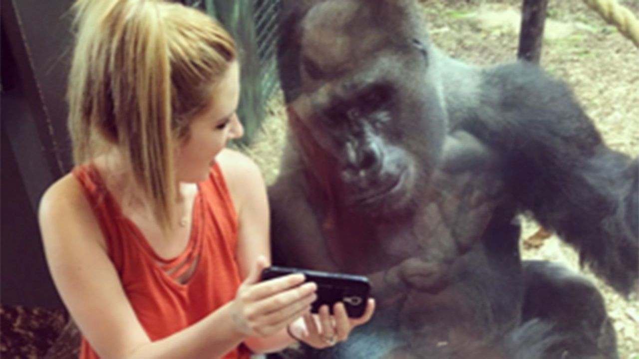 The gorilla that loves to look at smartphones