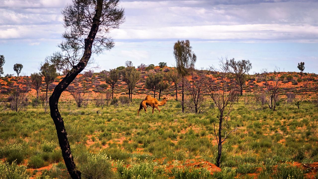 australian outback animals and plants