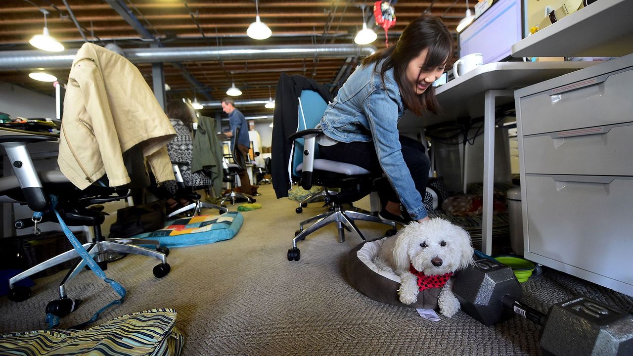 should you bring your dog to work