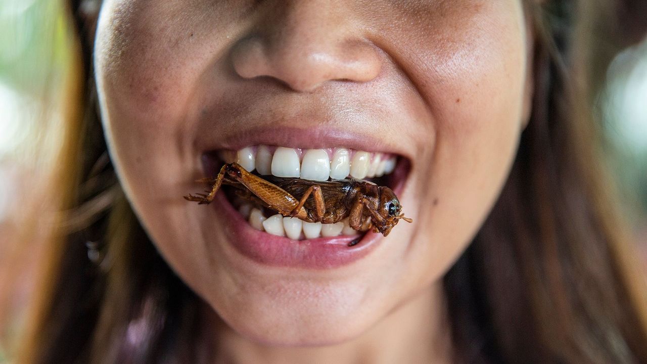 The business of eating bugs