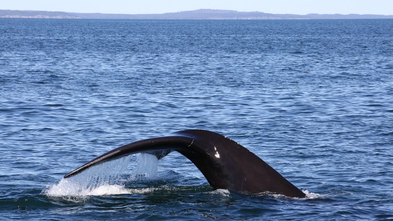 Exploring the Phenomenal Bay of Fundy