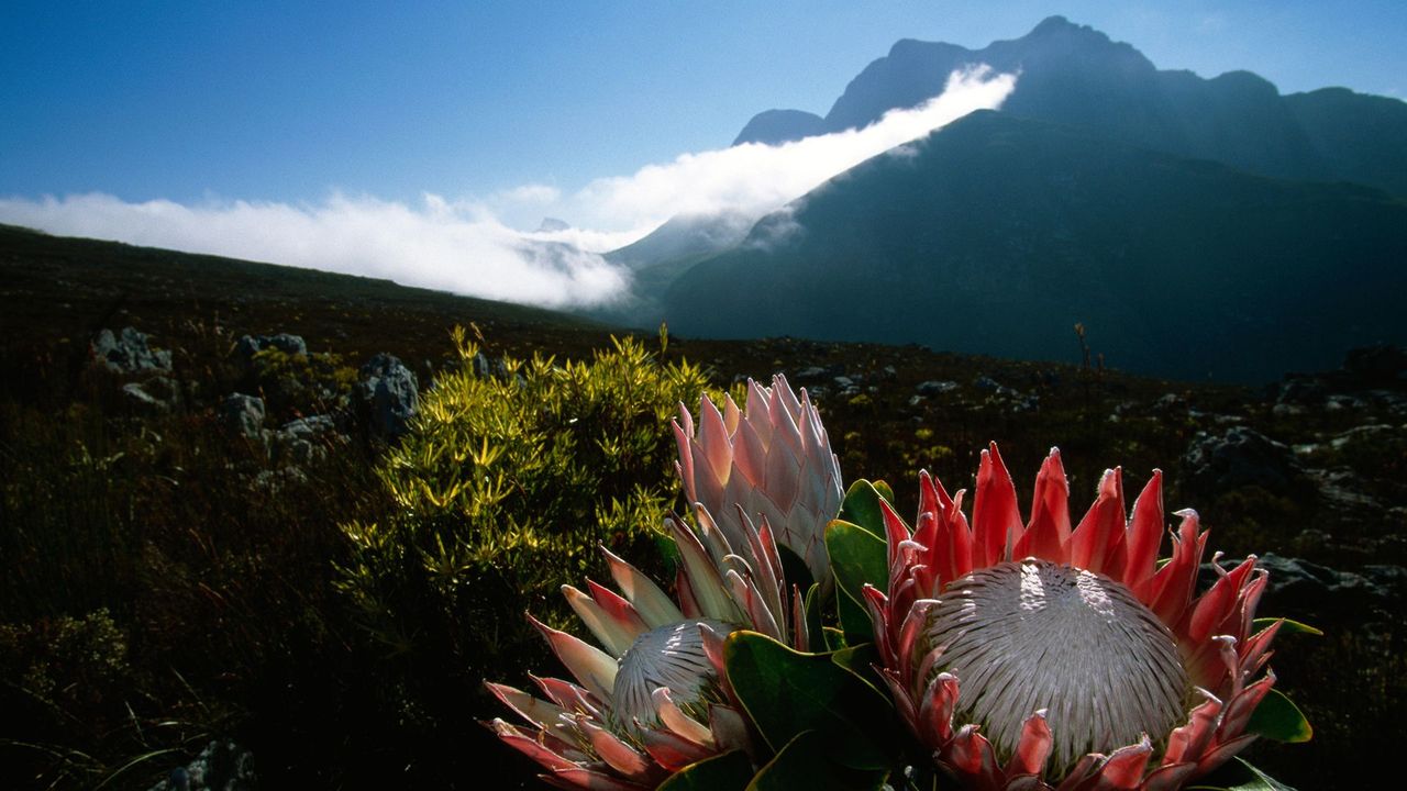 Flora of the Western Cape