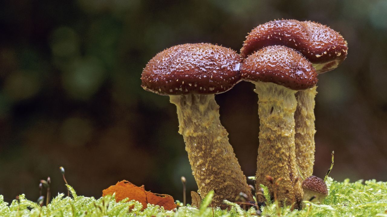 Buildings made with fungi could live, grow — and then biodegrade