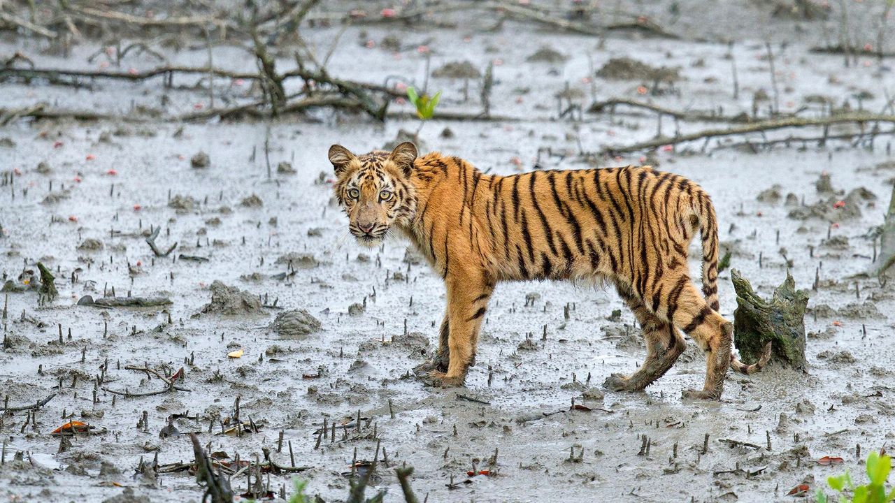 Found this hidden place in SRI RACHA called “ROYAL BENGAL TIGER's