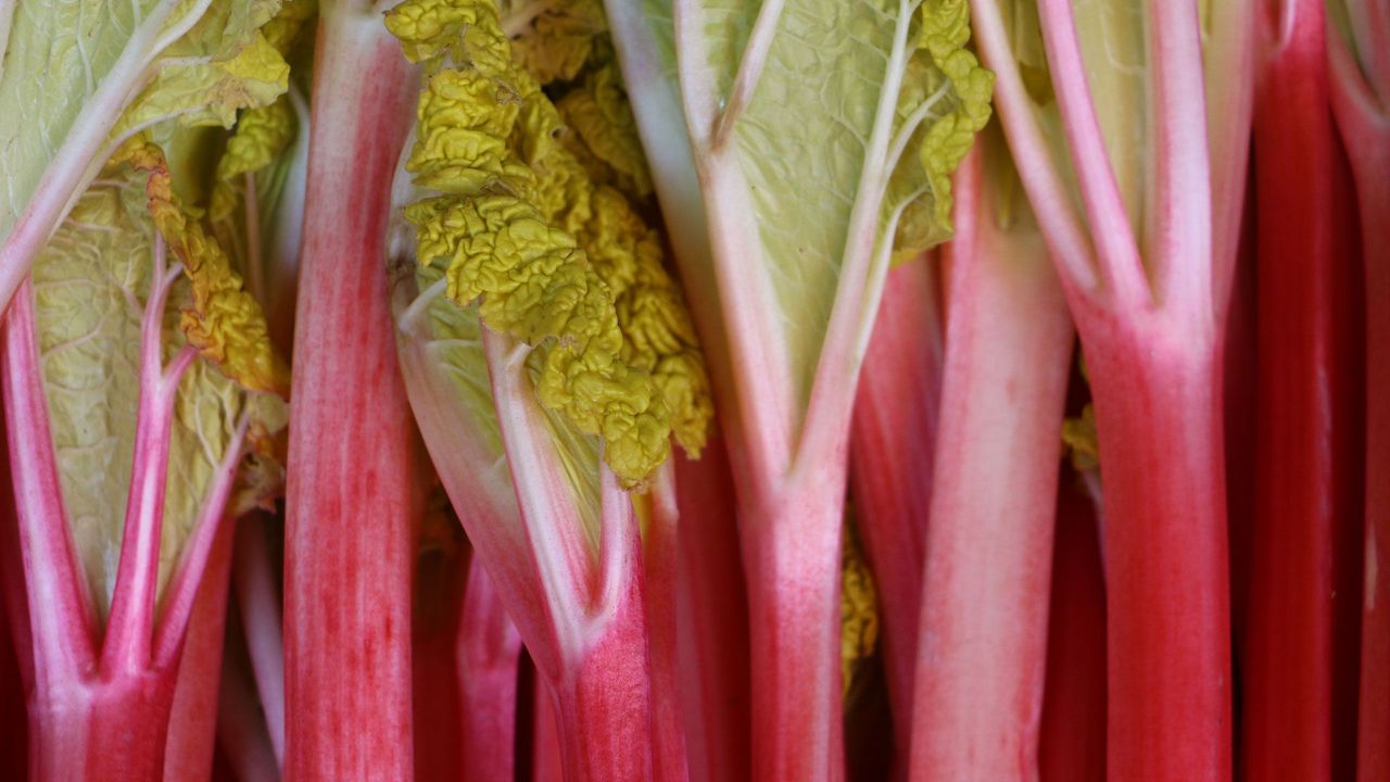 Rhubarb - Bulleen Art Garden