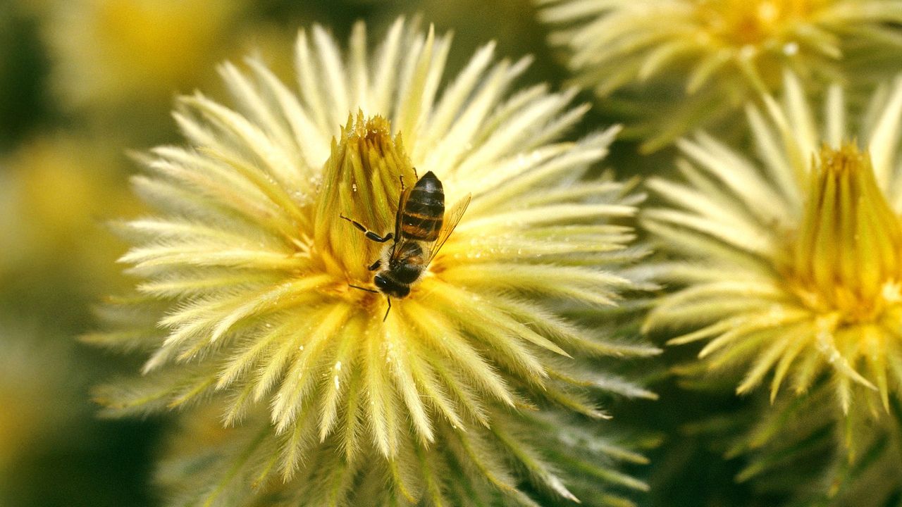 The untapped potential of honey bees