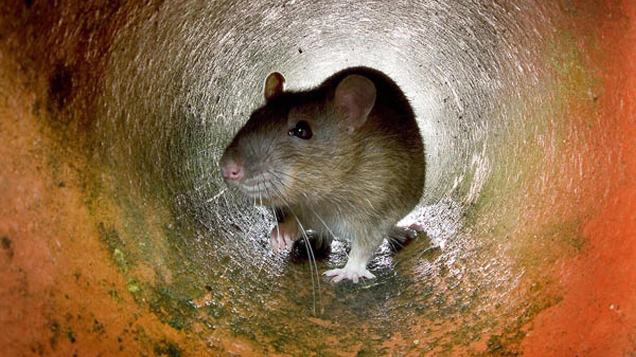 Lowly Rat Gnaws & Chews to Top of the Rodent World