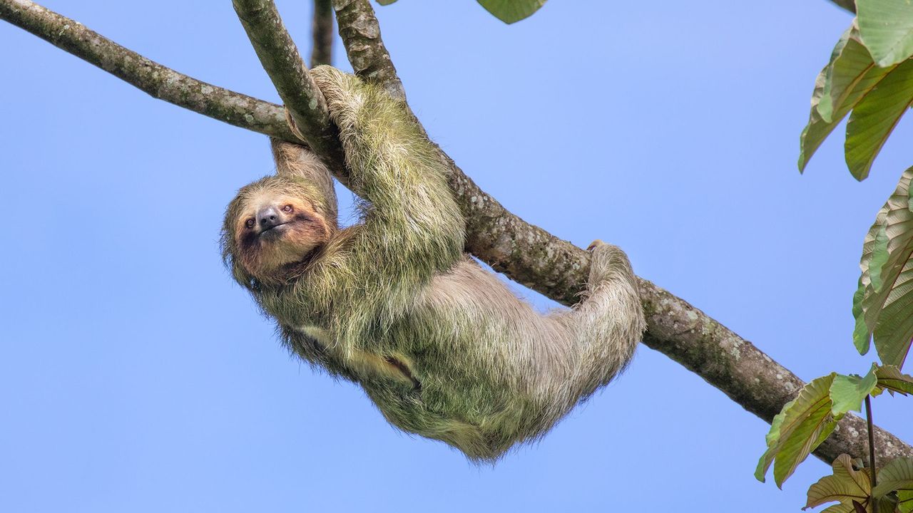Why do sloths move so slowly? - BBC Future