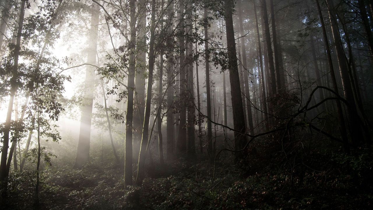 Watcher in the woods hi-res stock photography and images - Alamy