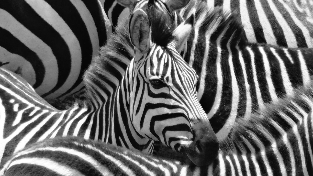 The truth behind why zebras have stripes - BBC Future