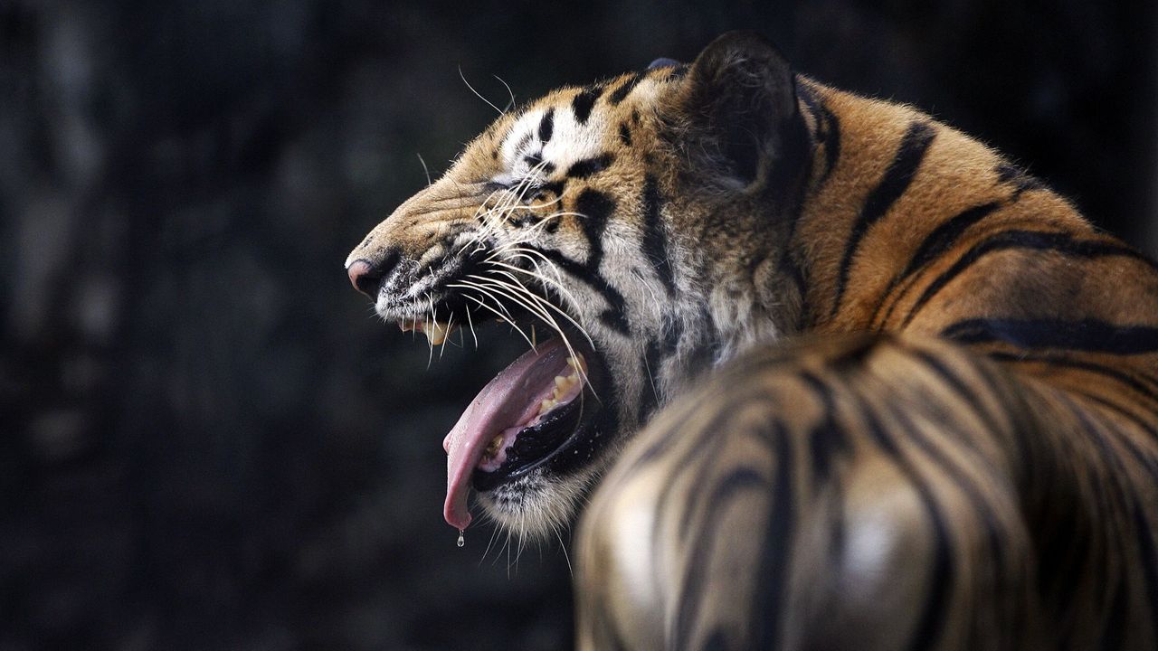 The Mountain Wild Tiger Collage Orange Tigers Stripes Animal Adult T-Shirt  S-5X