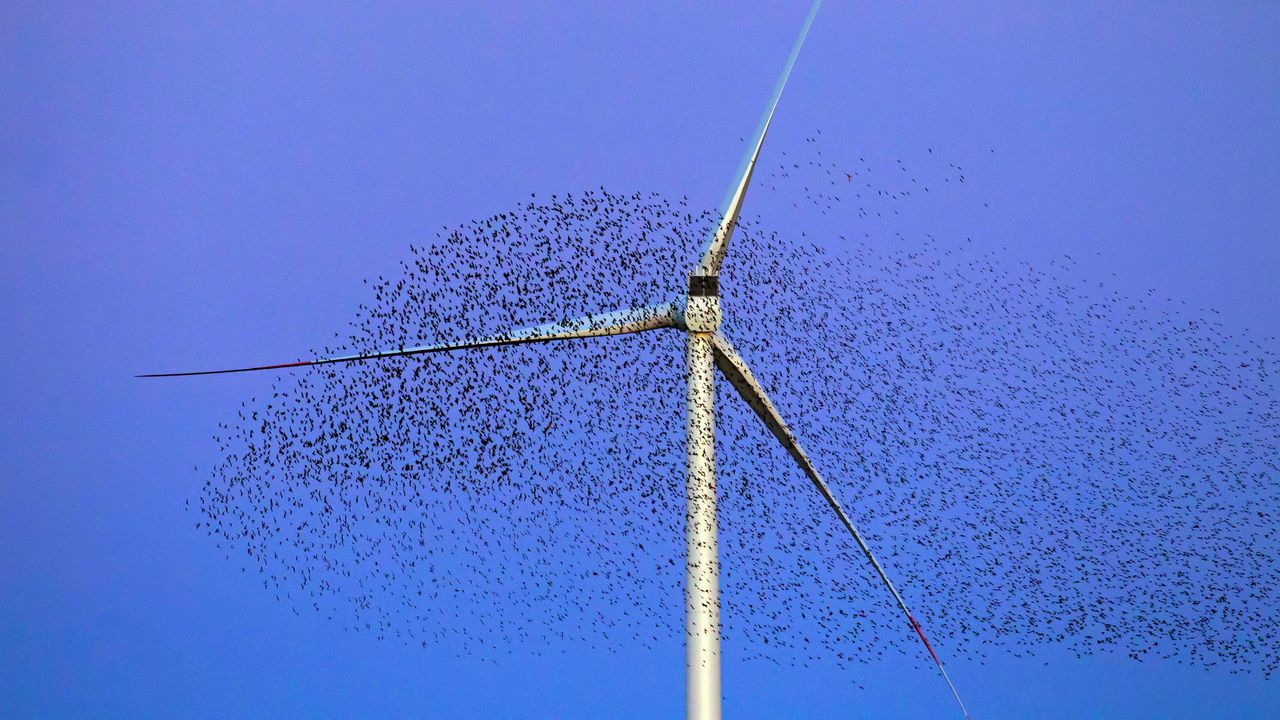 Insects can halve wind-turbine power