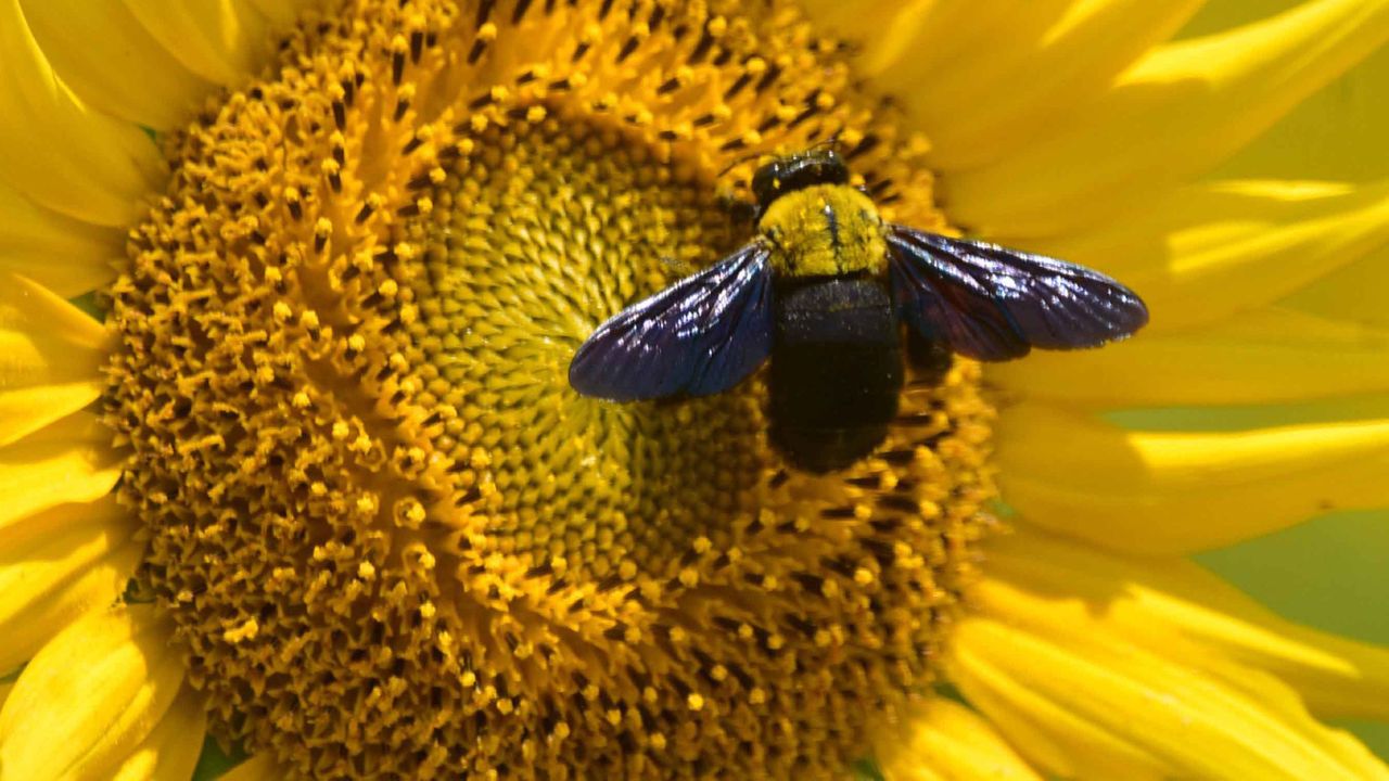 Why bees are finally getting a break