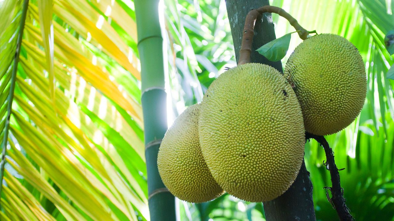 Jackfruit: the 'vegan sensation' that saved Sri Lanka   BBC Travel