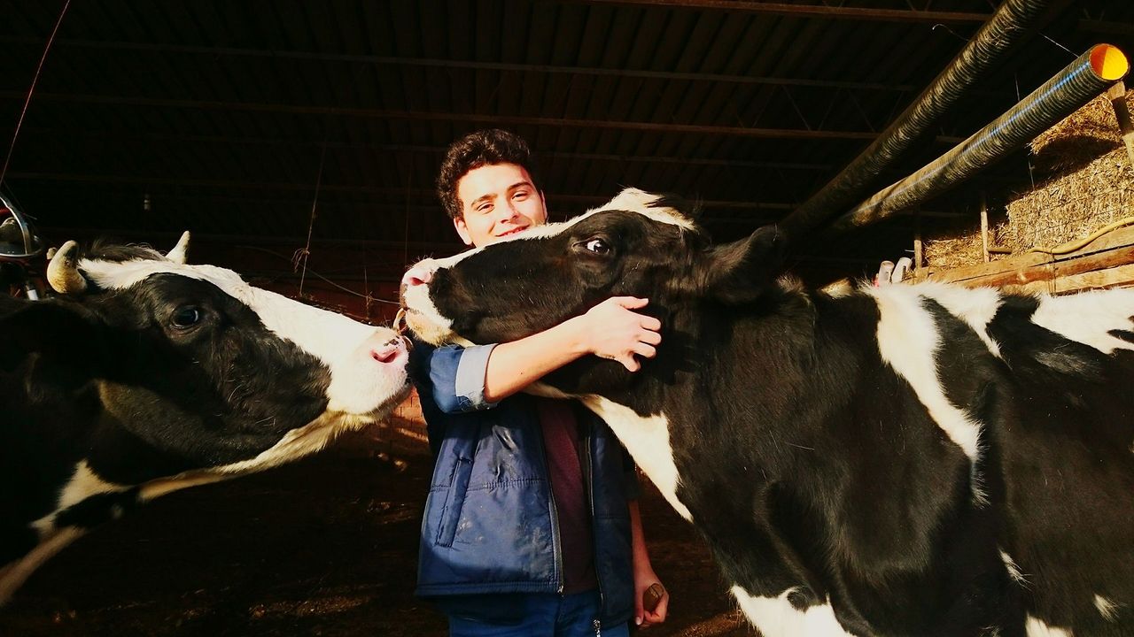 Is cow hugging the world's new wellness trend?
