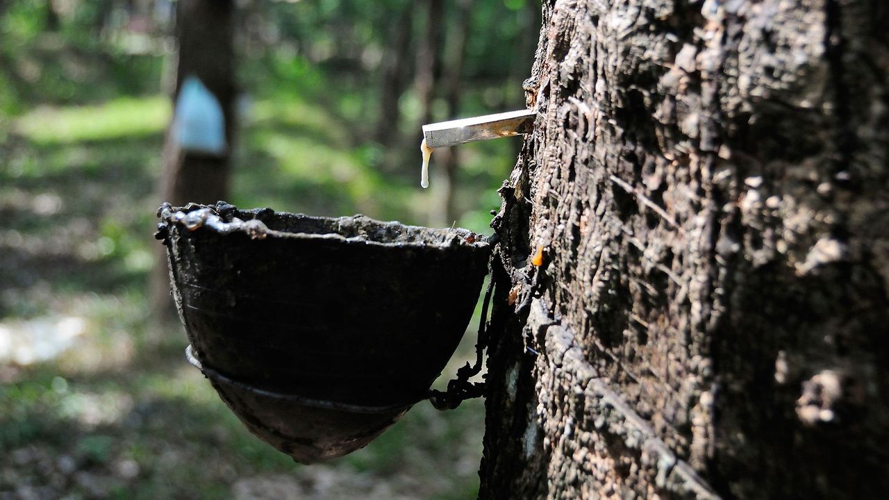 What Is Natural Rubber and Why Are We Searching for New Sources? ·  Frontiers for Young Minds