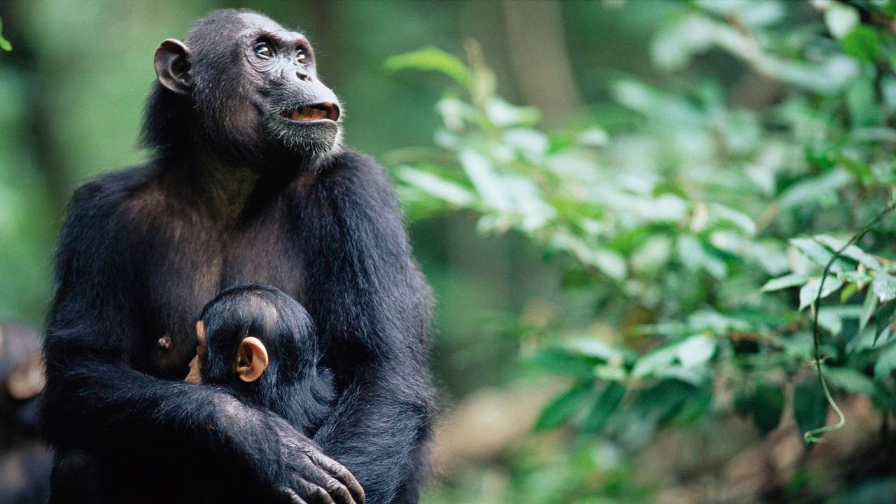 Is a Chimp a Monkey? - Jane Goodall : Jane Goodall