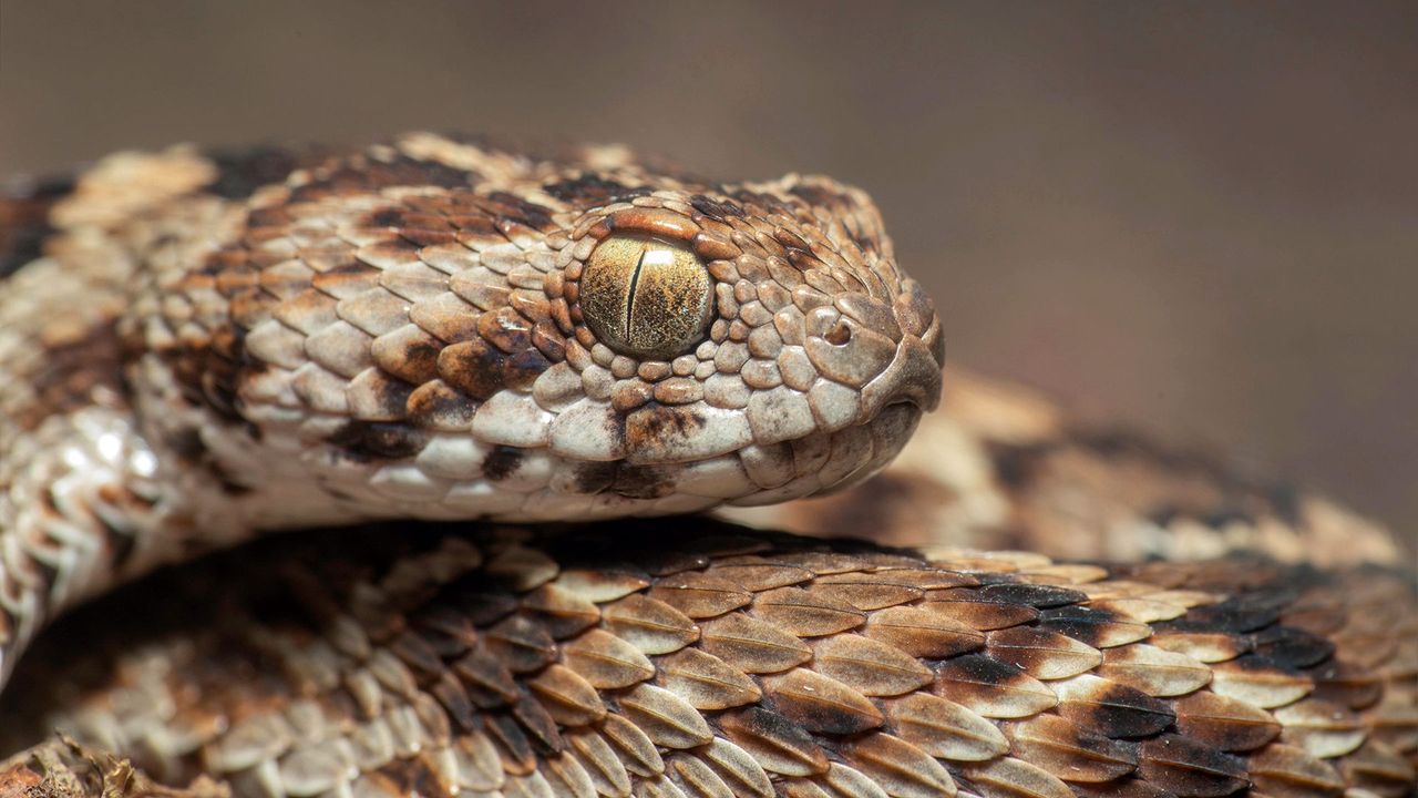 Early hominids had an increased resistance to cobra venom