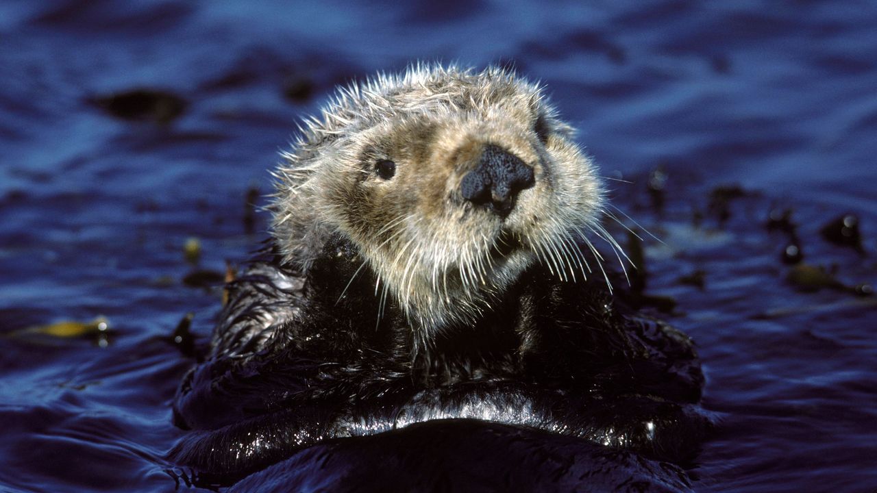 How sea otters can fight climate change - BBC Future