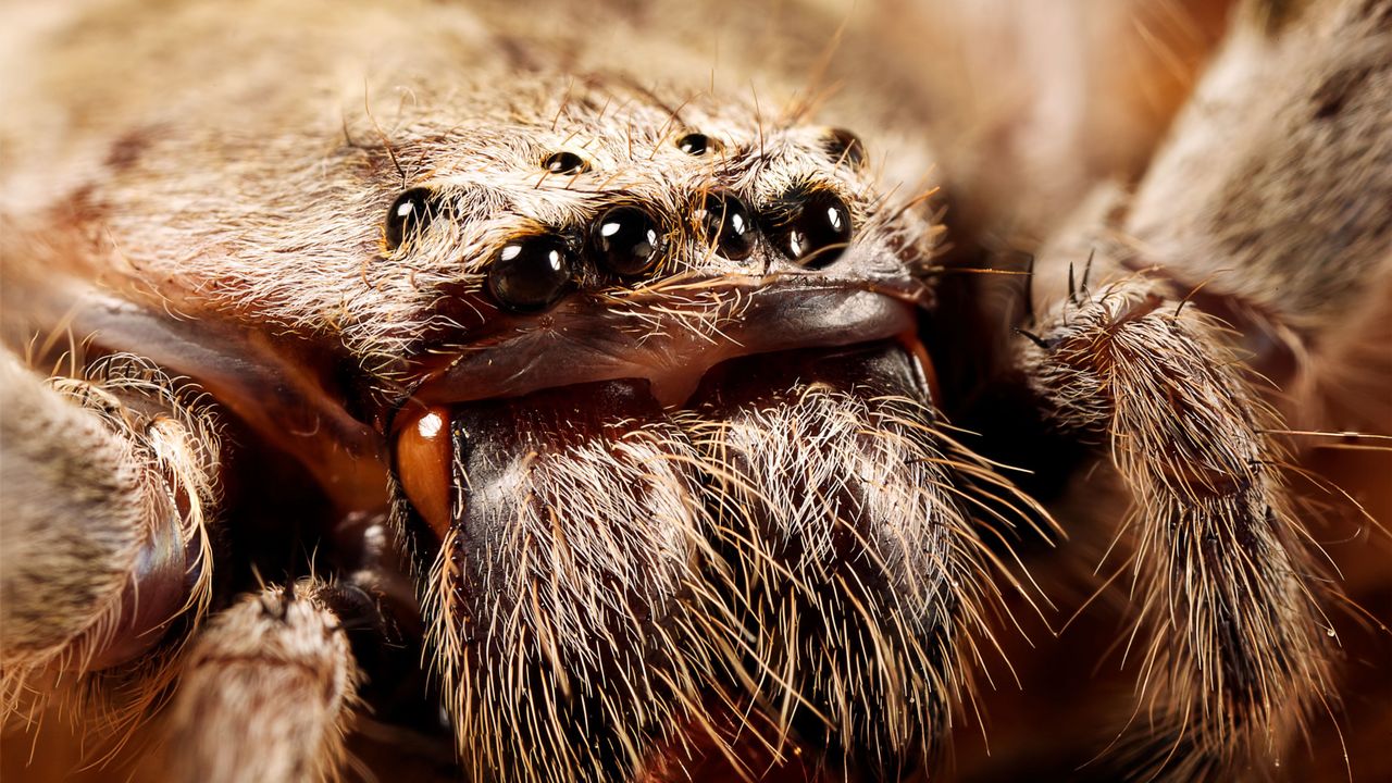 Australian man screaming at spider 'why don't you die?' triggers