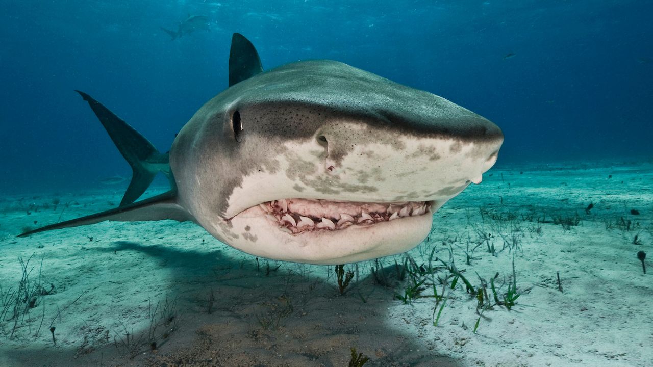 Tiger Sharks lead Beneath The Waves team to Largest Seagrass Bed on Earth -  Beneath The Waves