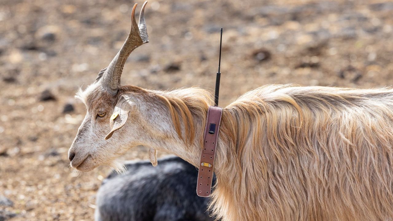 The animals that detect disasters - BBC Future