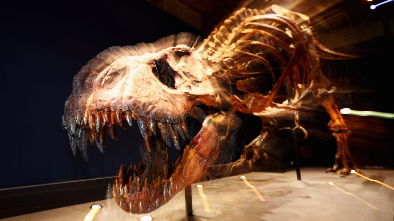 What a Tyrannosaurus Rex Skull Tells Us About Its Intelligence